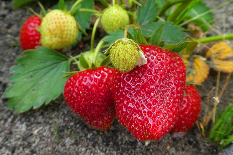 fraises de saison